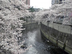 江戸川公園の桜 東京 中部エリア おでかけガイド Jrおでかけネット
