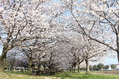 キリン花園の桜 九州エリア おでかけガイド Jrおでかけネット