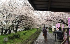 浦ノ崎駅周辺の桜 九州エリア おでかけガイド Jrおでかけネット