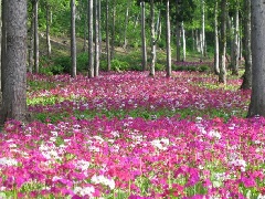 写真１