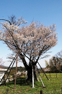 写真１
