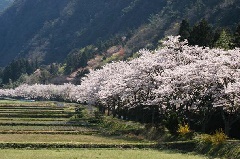 写真１