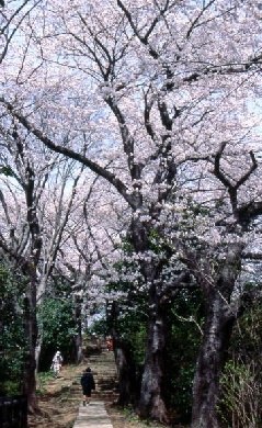 写真１