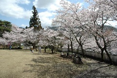 写真１