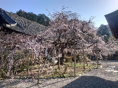 写真１