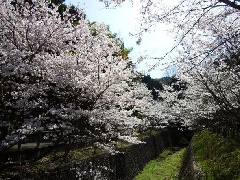 写真１