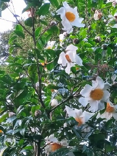 写真１