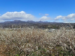 写真１