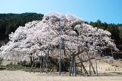 写真１