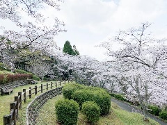 写真１