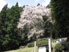 写真１