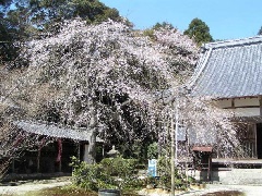 写真１