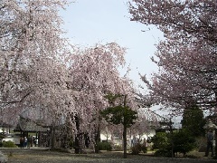 写真１