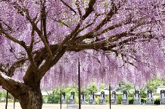 写真１
