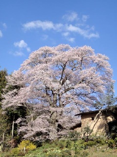 写真１