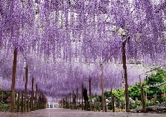 写真１