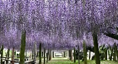 写真１