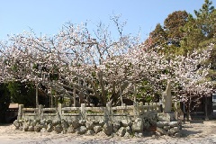 写真１