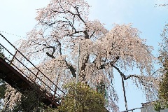 写真１