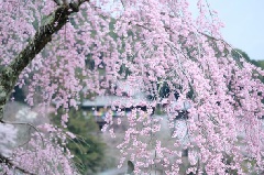 写真１