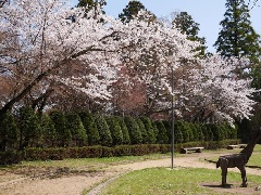 写真１