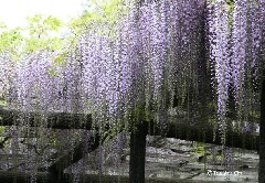 写真１