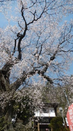 写真１