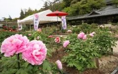 写真１
