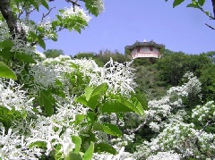 写真１