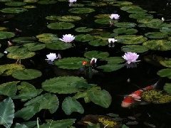 写真１