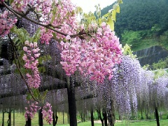 写真１