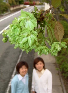 写真１