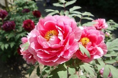 写真１
