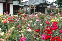 写真１
