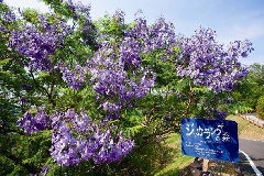 写真１