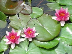 写真１