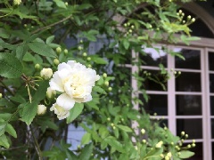 写真１
