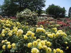 写真１