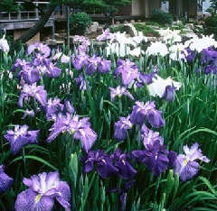 写真１