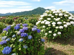 写真１