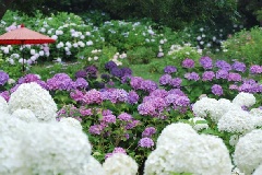 写真１