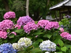 写真１