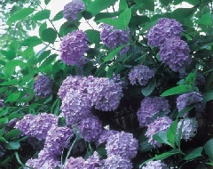 写真１