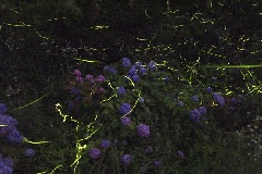 写真１
