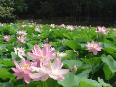 写真１