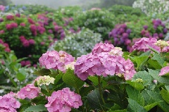写真１