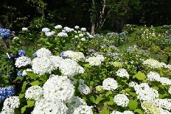 写真１