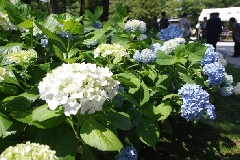 写真１