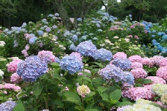 写真１