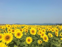 写真１